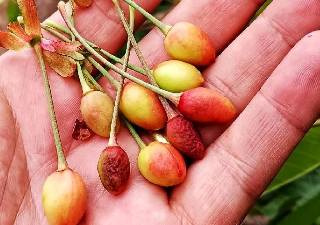 La “pasma” ocurre cuando frutos recién cuajados interrumpen su desarrollo y posteriormente caen, fenómeno que puede relacionarse con bajas temperaturas y una menor disponibilidad de azúcares y carbohidratos.