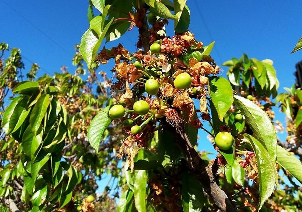 Durante el crecimiento inicial, los frutos cuajados son sensibles a las bajas temperaturas y al exceso de humedad, mientras los productores deben anticipar medidas de prevención y enfrentar mayores desafíos de manejo y logística.