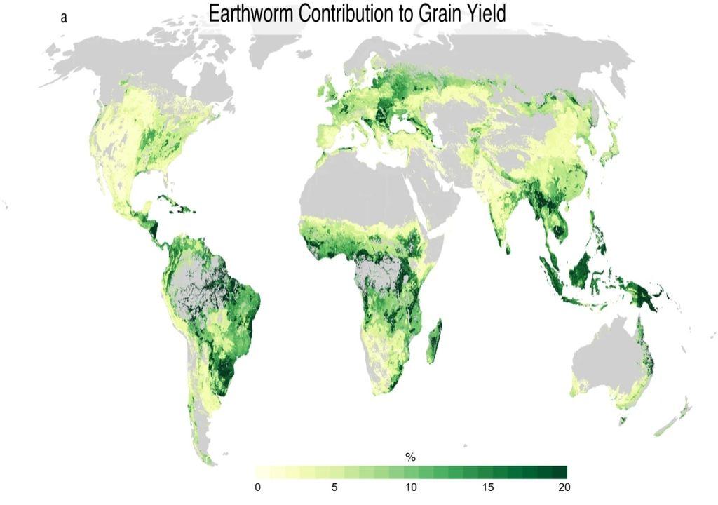 Contribución mundial lombrices Contribución mundial lombrices