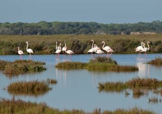 Doñana podría desaparecer en tan sólo unas décadas: las imágenes del desastre