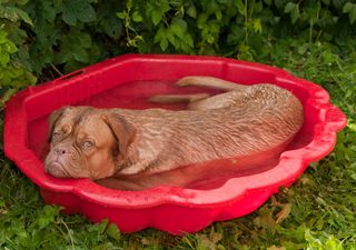 Las mascotas también sufren con el calor