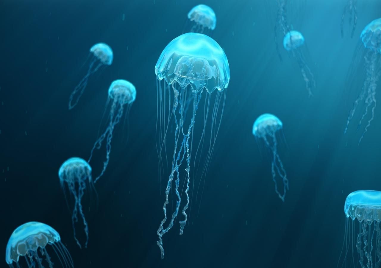 El Mediterráneo es un mar ideal para la reproducción de las medusas.