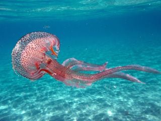 Las medusas en el mar Mediterráneo: tipos más comunes y sus características