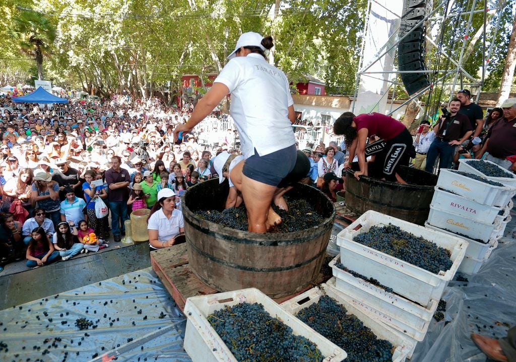 La pisada de uva es una de las actividades tradicionales de la vendimia de Isla de Maipo. Crédito: Municipalidad de Isla de Maipo.