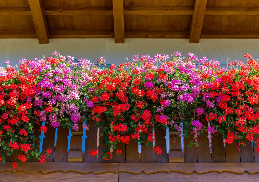 Imagen 1 Los geranios, una planta resistente y perfecta para quienes no son expertos.