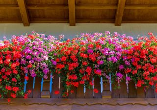 Las mejores flores para principiantes: sobreviven incluso cuando te olvidas de ellas