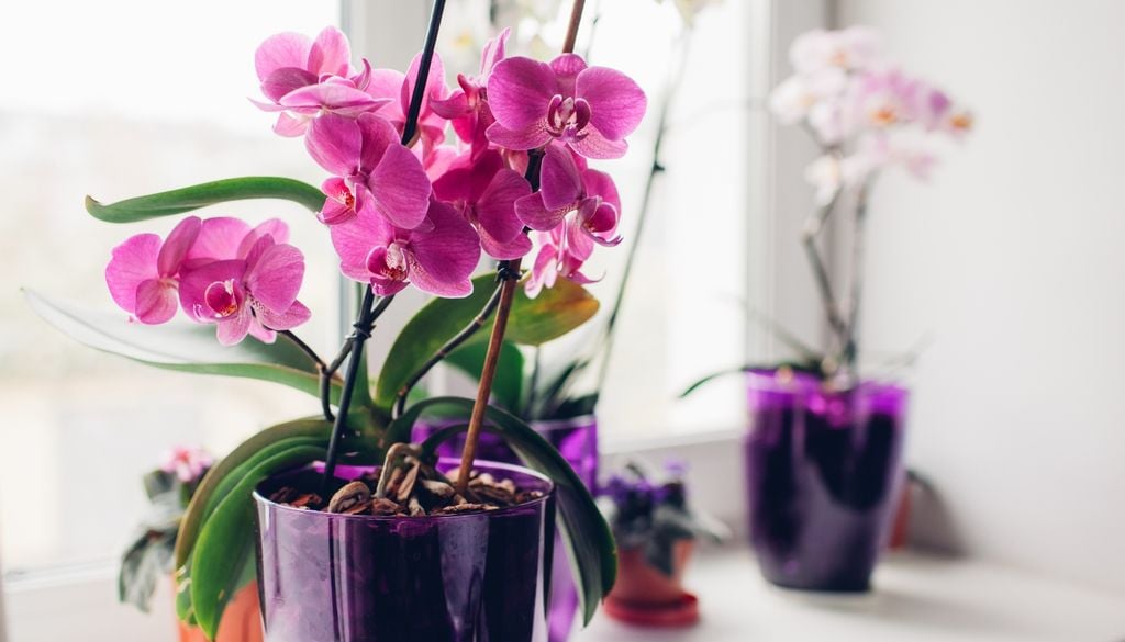 plantas Las orquídeas Phalaenopsis aportan elegancia y color, adaptándose muy bien a la humedad del baño luminoso.