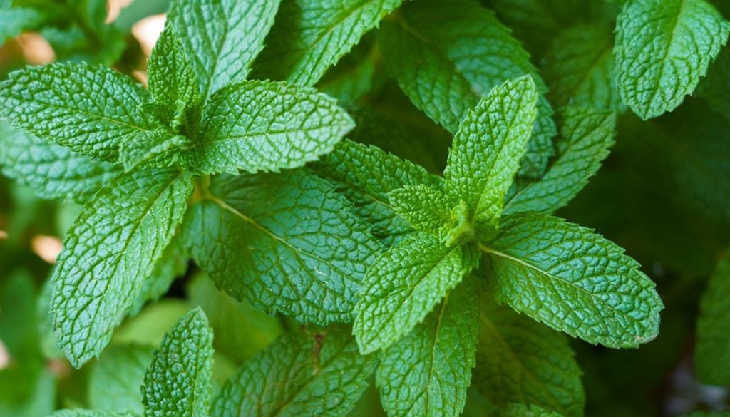 plantas Al rozar sus hojas, la menta libera una intensa fragancia fresca y mentolada que vigoriza el espacio.