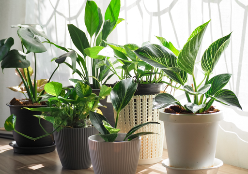 Las mejores plantas purificadoras de aire según la ciencia