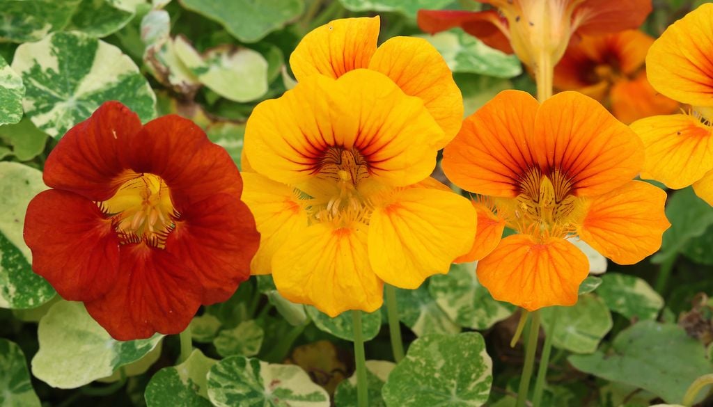 Las capuchinas (Nasturtium), son excelentes para repeler y controlar plagas en tu jardín gracias a su olor penetrante y compuestos naturales Capuchinas (Nasturtium), son excelentes para repeler y controlar plagas en tu jardín gracias a su olor penetrante y compuestos naturales