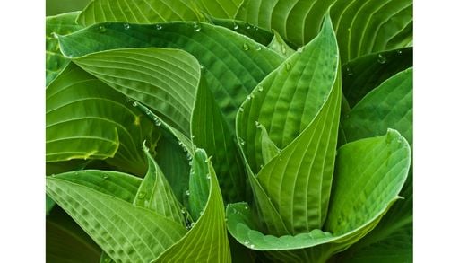 Las misteriosas gotas de tus plantas al amanecer no son roc&iacute;o: as&iacute; funciona este fen&oacute;meno natural