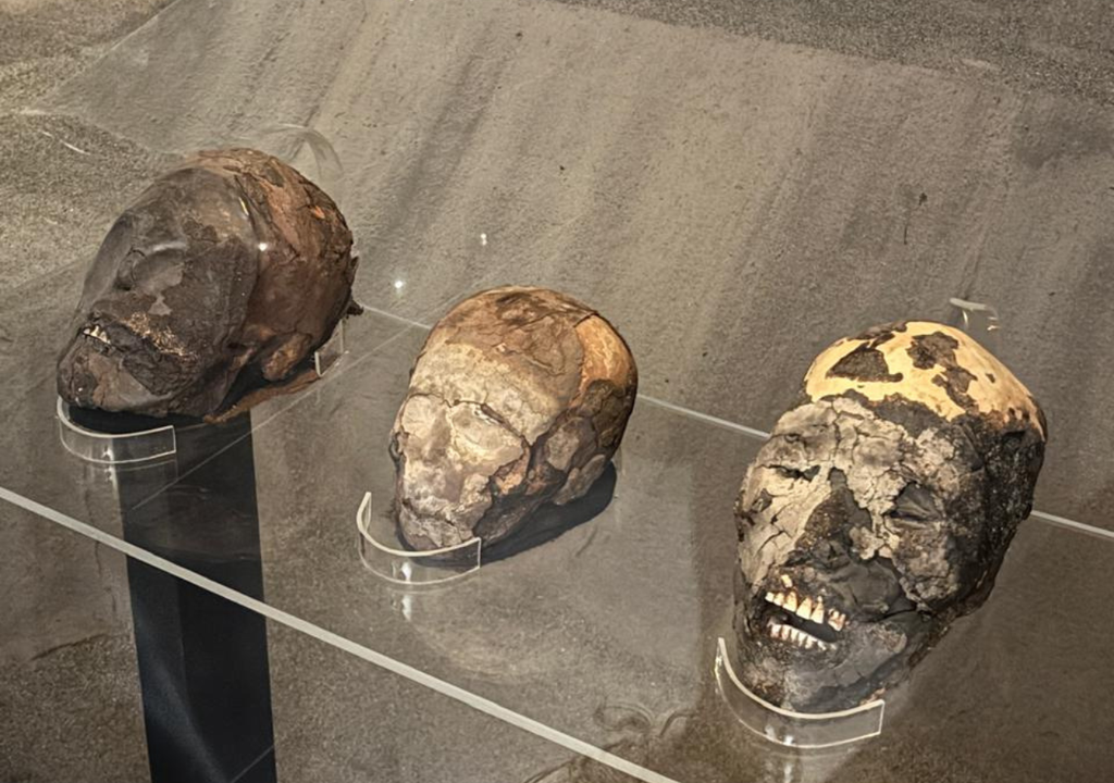 Cráneos Chinchorro conservados en el norte de Chile, perteneciente a una de las culturas de momificación artificial más antiguas del mundo. Crédito: Museo Arqueológico San Miguel de Azapa (MASMA), Universidad de Tarapacá.