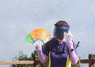 Las “moscas del amor” están cambiando su morada: ¿Qué tiene que ver el cambio climático?