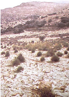 Las Nevadas En Mallorca: Años 90 Las Nevadas En Mallorca: Años 90