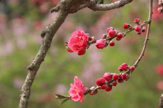 Las nuevas plantaciones de árboles frutales ante el cambio climático