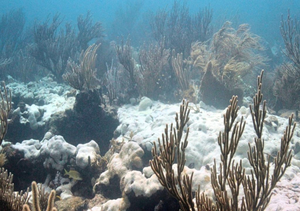 blanqueamiento corales