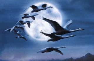 Las ondas de los dispositivos electrónicos desorientan a las aves migratorias