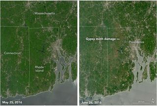 Las orugas se “comen” los bosques de Rhode Island