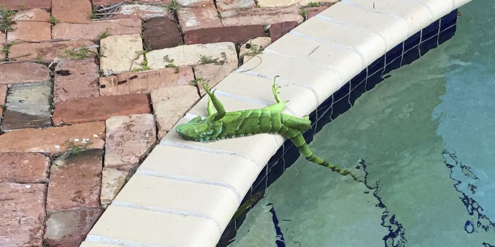 Iguana inmóvil en Florida, durante la bajada de temperaturas a primeros de enero de 2018. Iguana inmóvil en Florida, durante la bajada de temperaturas a primeros de enero de 2018.