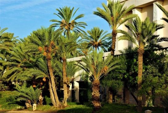 Las Palmeras Se Están Extendiendo Hacia El Norte