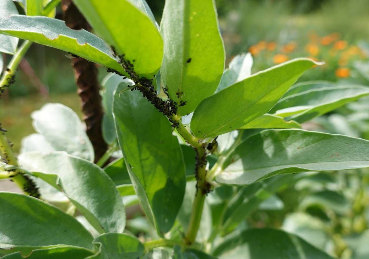 Plaga de pulgón en cultivo de haba durante el invierno.