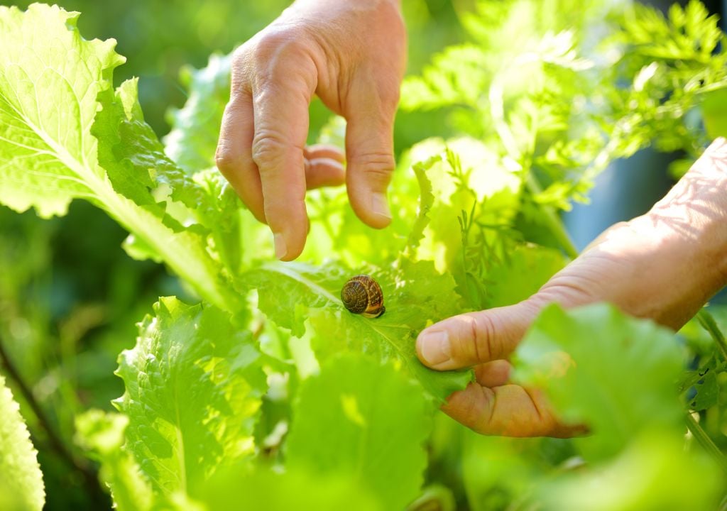 Imagen 2 Los caracoles pueden devorar los cultivos de hojas blandas