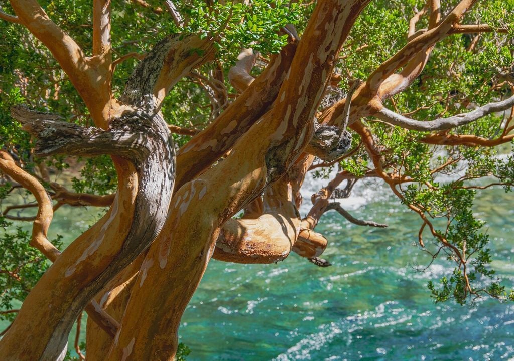 En condiciones naturales, el arrayán puede vivir por muchos años y alcanzar un porte notable, convirtiéndose en una de las especies más emblemáticas del bosque valdiviano.