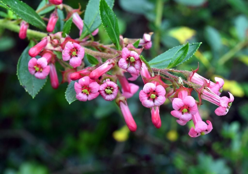 La escallonia forma arbustos densos y resistentes, muy utilizados como cercos vivos en zonas costeras o jardines expuestos al viento.