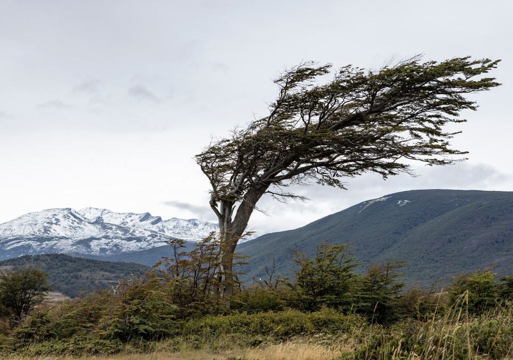 En zonas ventosas, las plantas desarrollan estructuras flexibles y follajes compactos para resistir las ráfagas constantes.