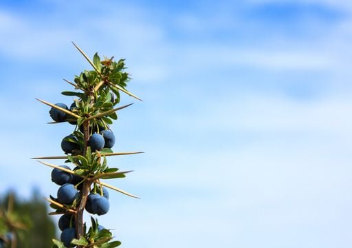 Las plantas chilenas que puedes tener en casa y sobreviven a los vientos m&aacute;s huracanados del planeta