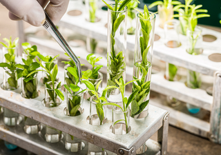 Las plantas de laboratorio diseñadas para vencer la sequía que podrían salvar al campo mexicano
