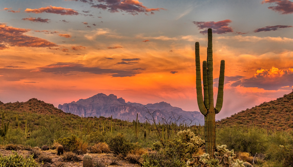 Muchas plantas del desierto crecen lento, pero esa lentitud les ayuda a gastar menos energía y resistir años difíciles. Muchas plantas del desierto crecen lento, pero esa lentitud les ayuda a gastar menos energía y resistir años difíciles.