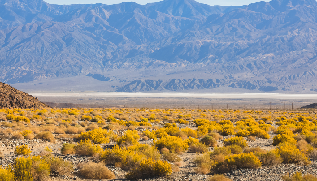 La gobernadora, es una planta que huele con mayor intensidad después de la lluvia, porque sus resinas liberan ese aroma típico del desierto mojado. La gobernadora, es una planta que huele con mayor intensidad después de la lluvia, porque sus resinas liberan ese aroma típico del desierto mojado.