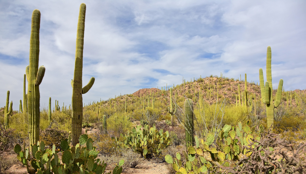 Las espinas tienen la función de defender a la planta de depredadores, pero también pueden crear micro-sombra y reducir el movimiento de aire cerca del tallo. Las espinas tienen la función de defender a la planta de depredadores, pero también pueden crear micro-sombra y reducir el movimiento de aire cerca del tallo.