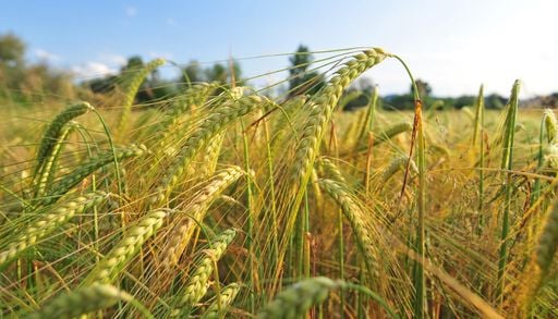 Las plantas "esp&iacute;an" y huelen a sus vecinas para competir por la luz y determinar su crecimiento