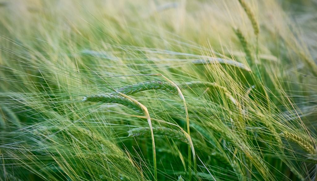 Plantas comunicación crecimiento Las plantas liberan una especie de “firma química” permanente que puede ser interpretada por otras especies o individuos cercanos.