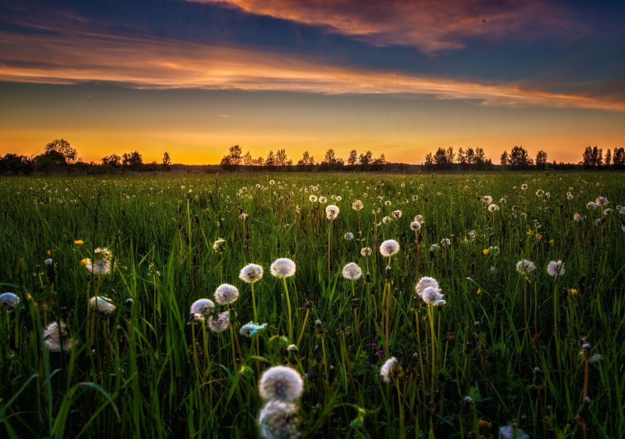 Un placentero campo de flores podría ser un lugar muy ruidoso para algunos animales
