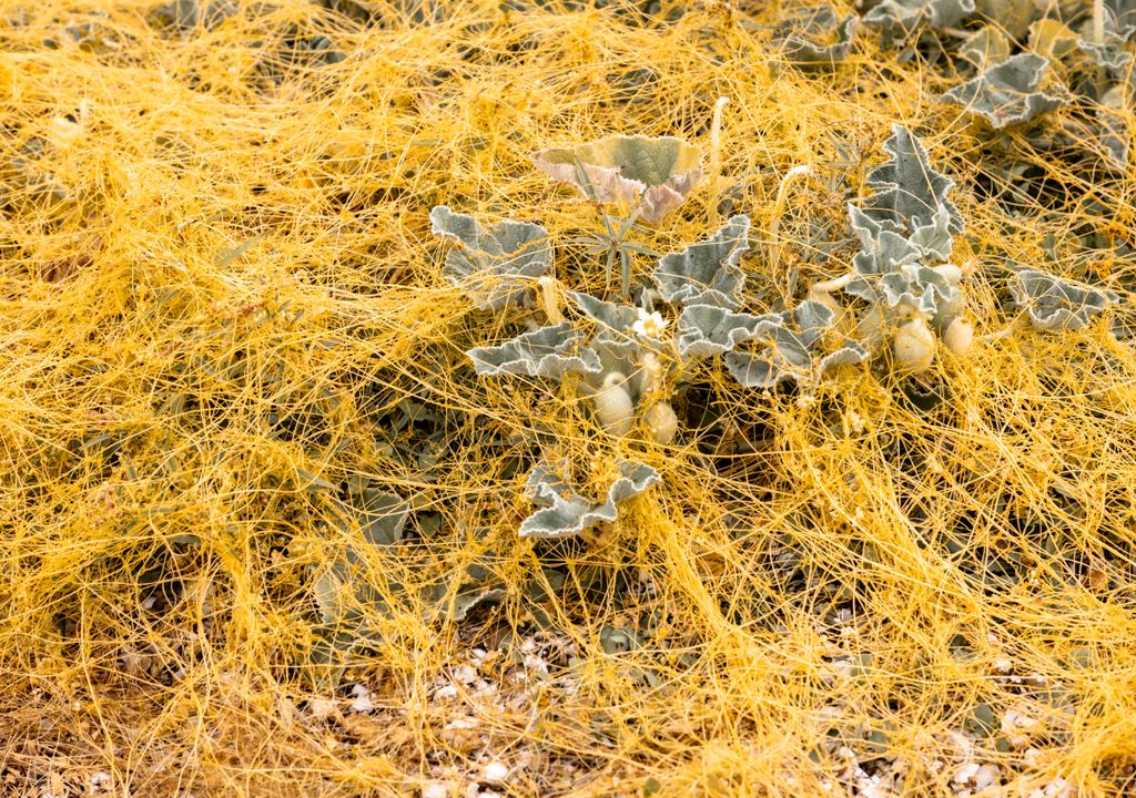 La "Cuscuta" es una de las plantas invasoras más temidas en huertos y jardines.