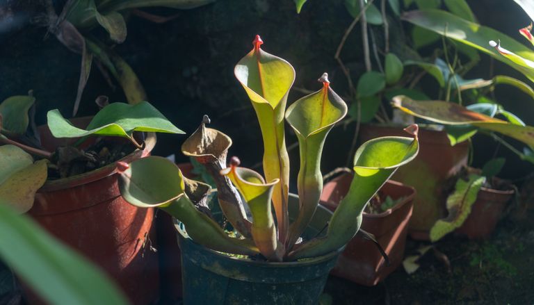 Las plantas que no necesitan suelo como crees: as&iacute; sobreviven cazando insectos