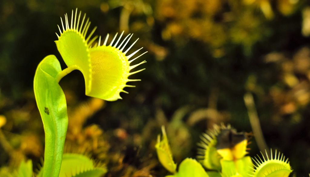 Los increíbles mecanismos de captación de alimento de las plantas carnívoras