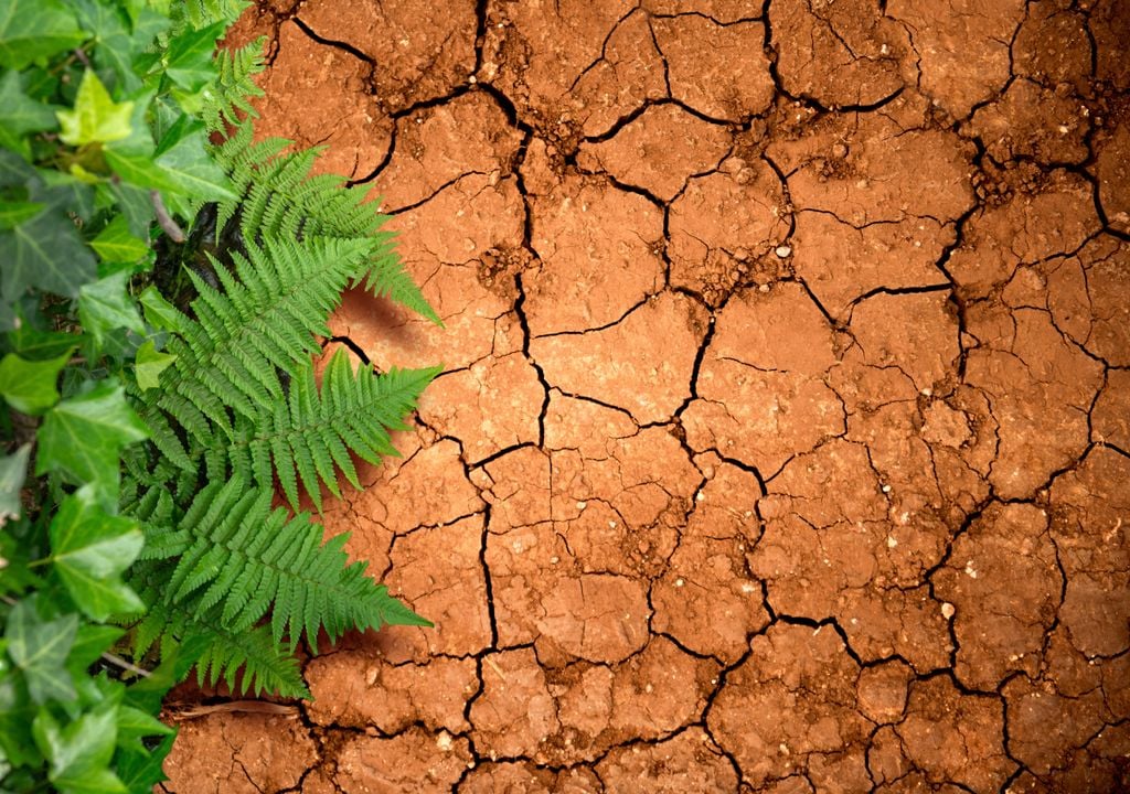 Los suelos rojos, normalmente más arcillosos, son ideales para algunos tipos y especies concretas de plantas.