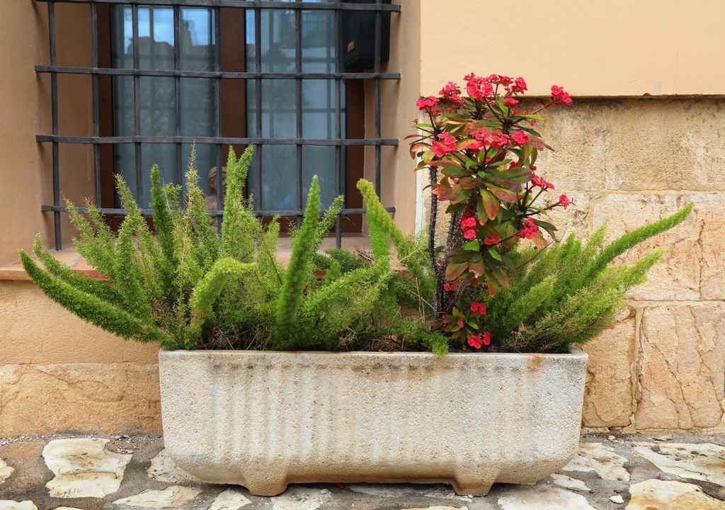 Los helechos, una planta que vive de la humedad.