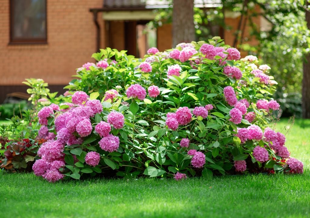 Las hortensias son un gran ejemplo de plantas aptas en espacios humedos