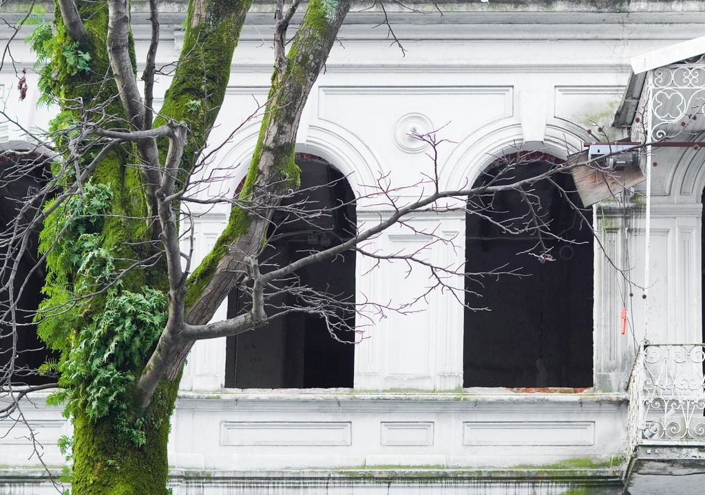 La presencia de musgos y líquenes en los árboles de las ciudades son un indicador de la calidad del aire.