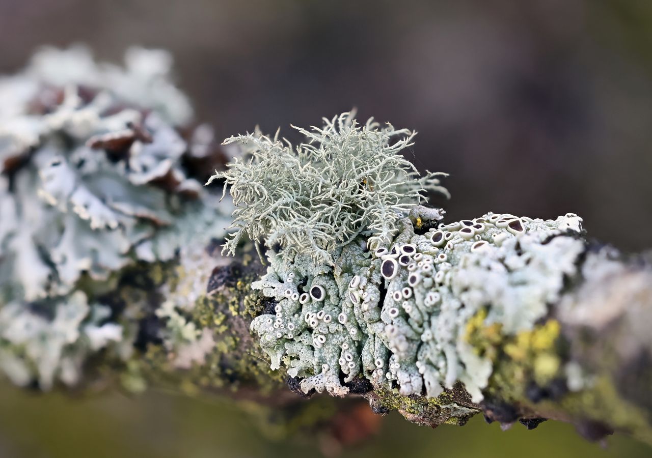 La Usnea hirta, connue sous le nom de barbe hérissée, est un type de lichen épiphyte.