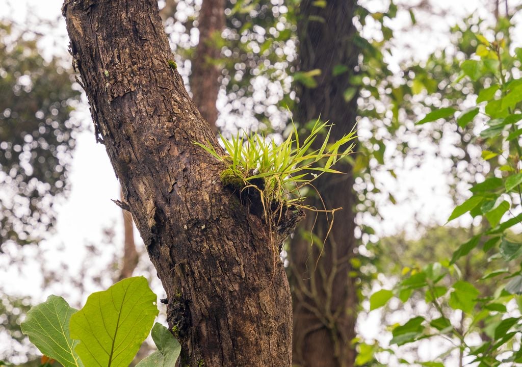 Planta epífita creciendo en el tronco de un árbol.
