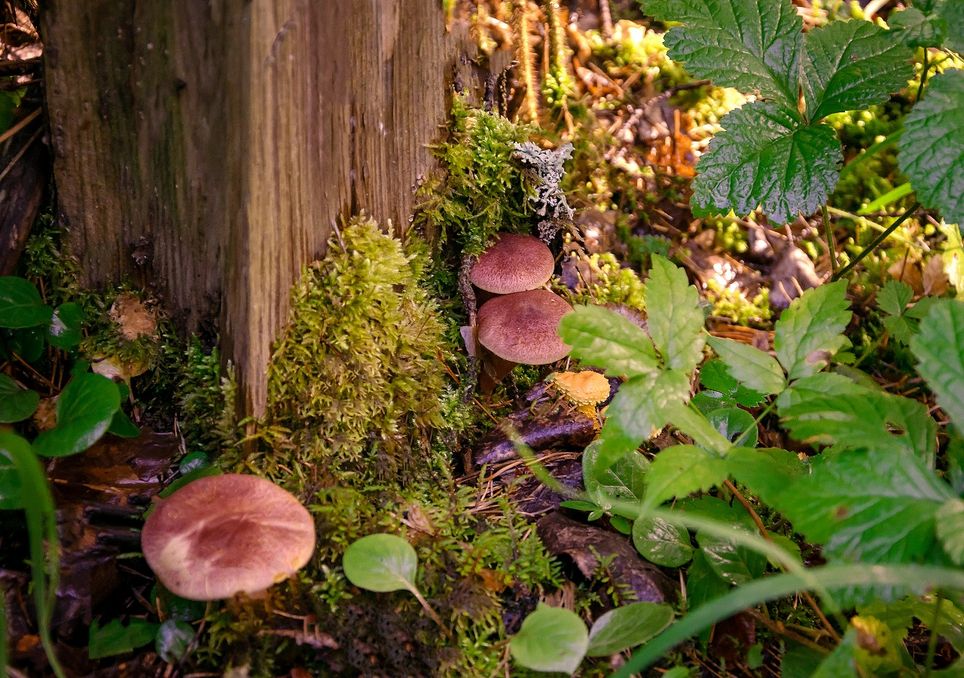 simbiosis; hongos; árboles simbiosis; hongos; árboles