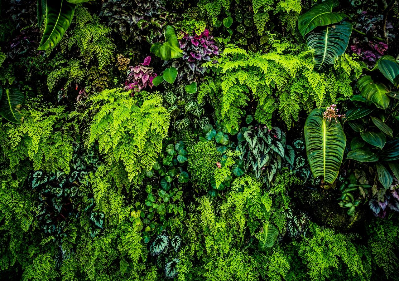 Plants are far smarter than we think