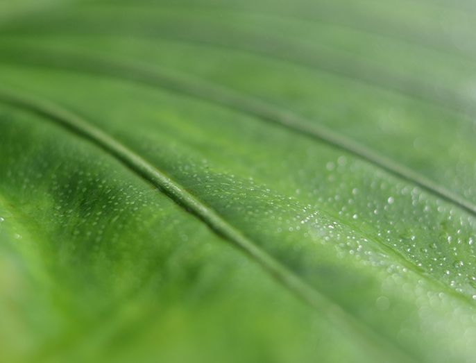 Las Plantas Y El Cambio Climático