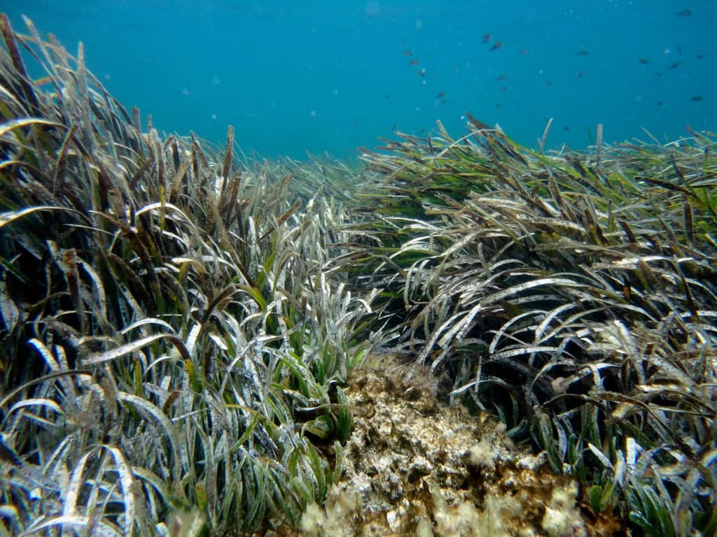 Pradera de ‘Posidonia oceánica’ en Formentera. Fernando Estalleras